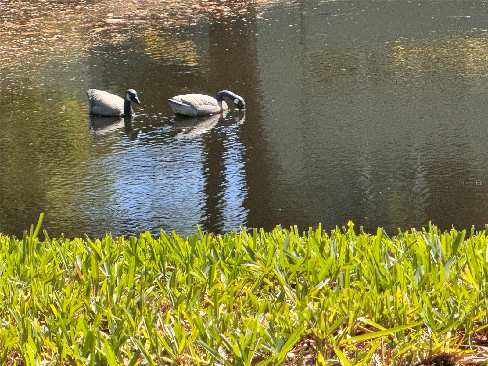 GREEN DOLPHIN PARK CONDO - Residential