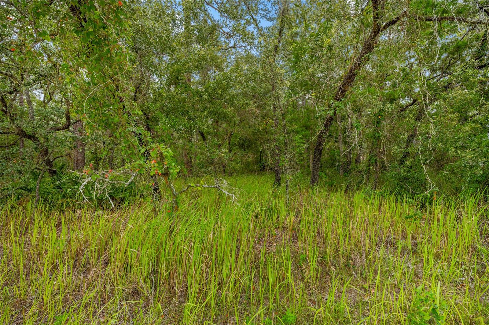 Seller financing is available, making this an excellent opportunity for builders, investors, or future homeowners
Opportunity awaits in the growing community of Royal Highlands! This unique pie-shaped 1.1+ acre wooded parcel offers the perfect canvas for your future dream home or investment. Nestled in a peaceful, natural setting with plenty of privacy, the lot features mature trees and a generous layout that widens toward the rear—ideal for creating a spacious backyard retreat. Located in an area with no HOA and no CDD fees, you’ll enjoy the freedom to build at your pace and style. Conveniently close to schools, shopping, and the Suncoast Parkway for easy access to Tampa and beyond. Seller financing is available, making this a rare and flexible opportunity you don’t want to miss!