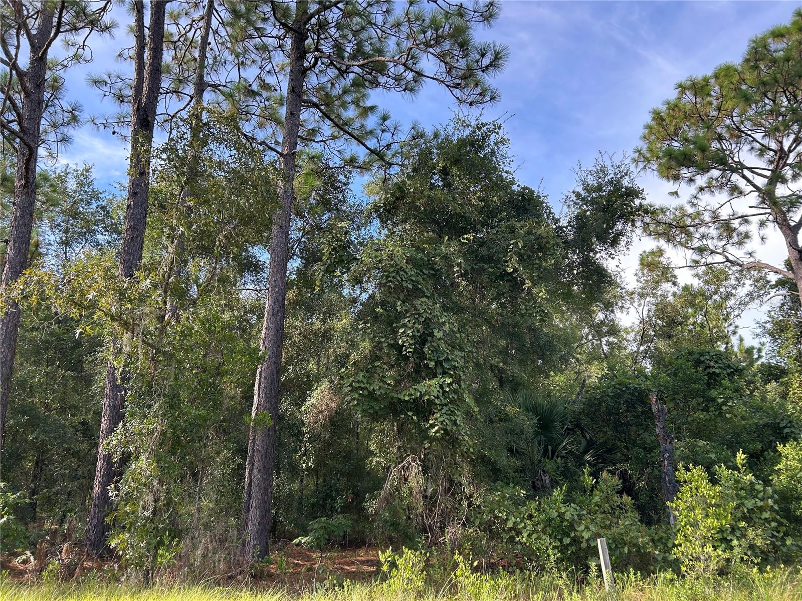 WOODED 1/4 ACRE BUILDING LOT! Williston Highlands Golf & Country Club Estates. Easy access and just off State Road 121. Build your dream home and join us for "pure country living"!