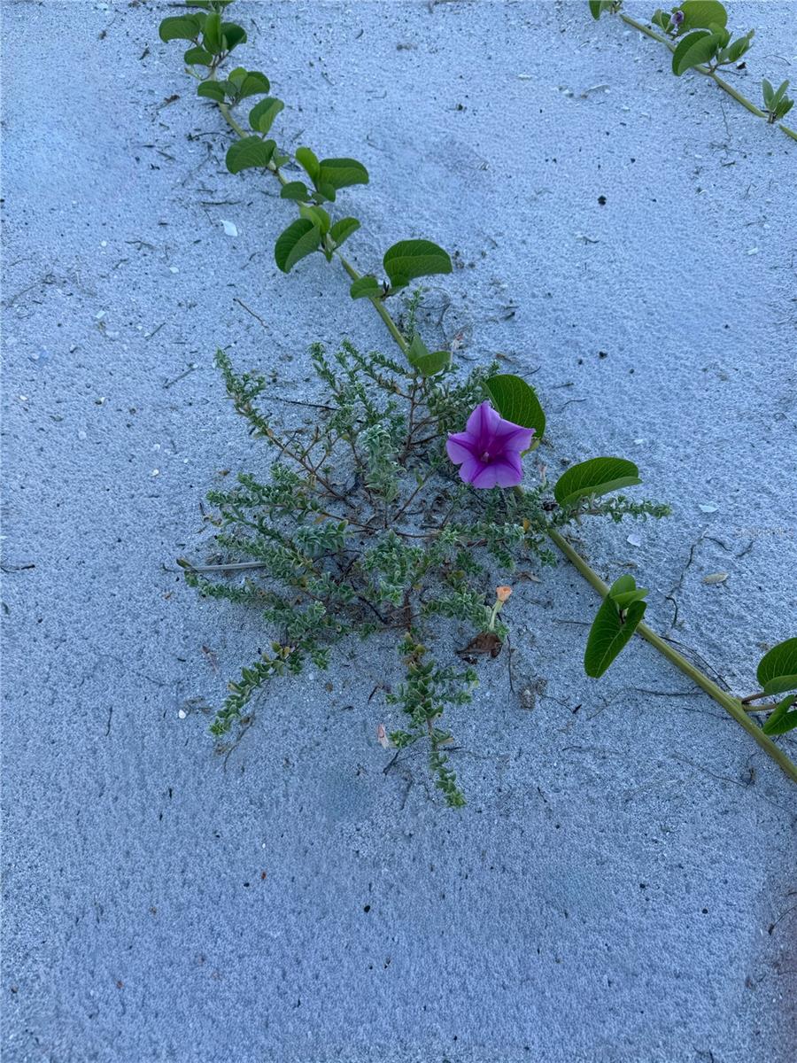 JOSES HIDEAWAY - Land