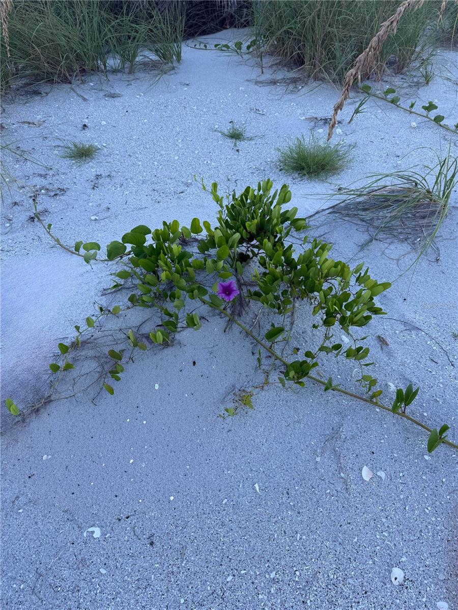 JOSES HIDEAWAY - Land