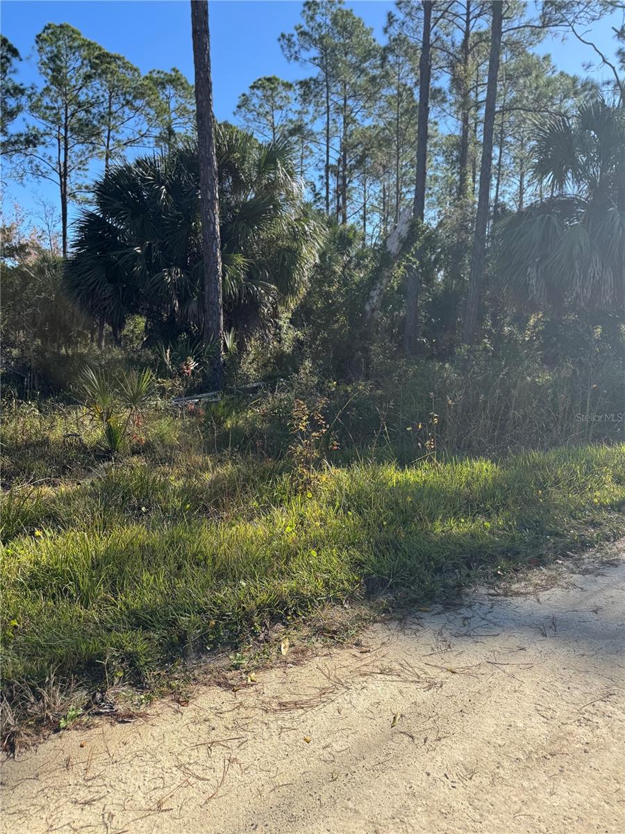 SUWANNEE PALMS - Land