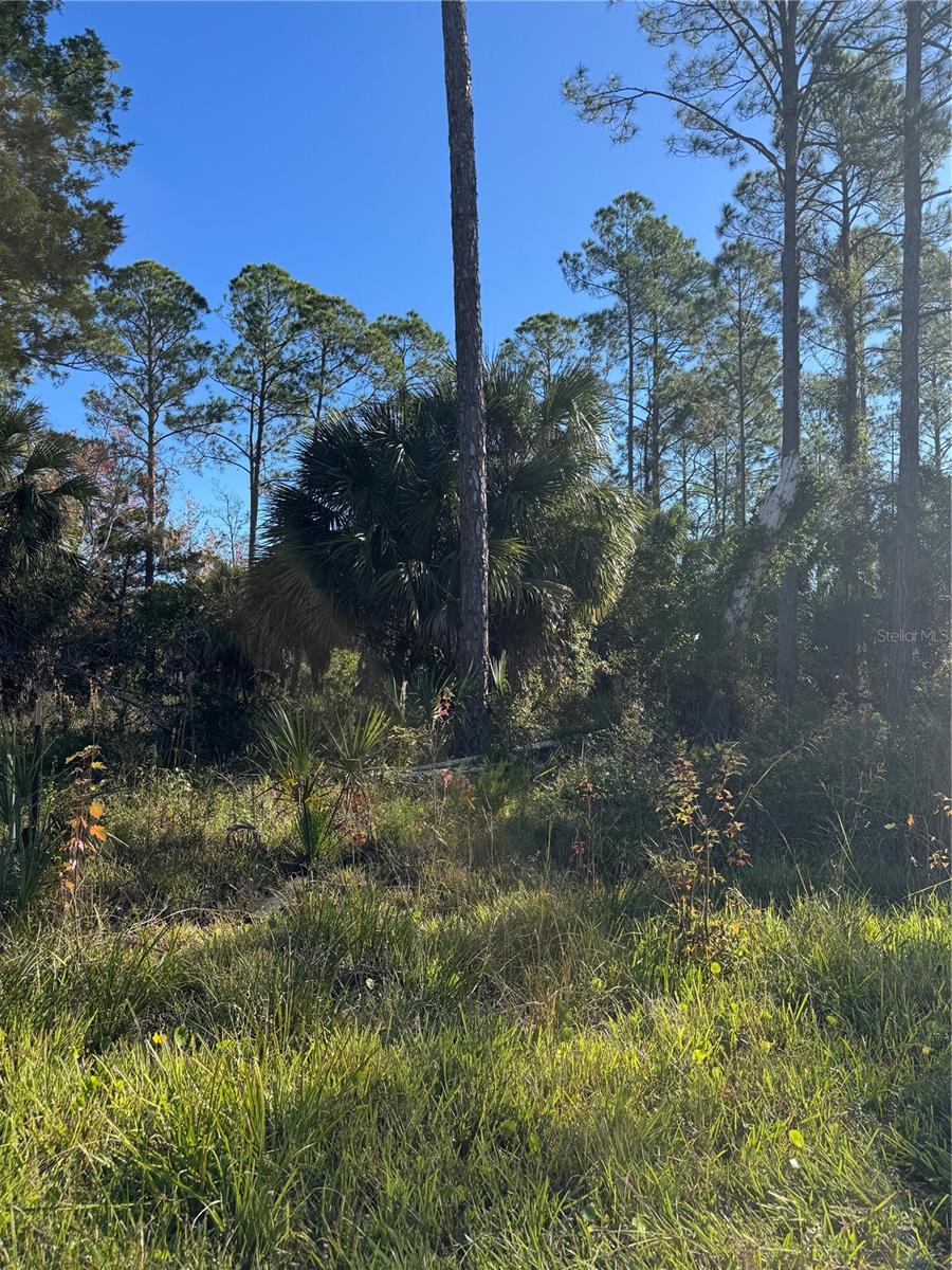 SUWANNEE PALMS - Land