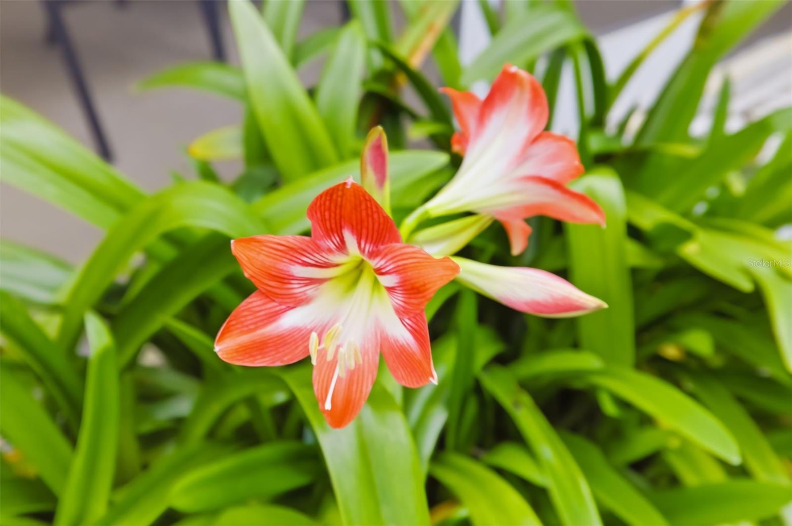 MONTE VERDE AT VILLA MIRADA - Residential