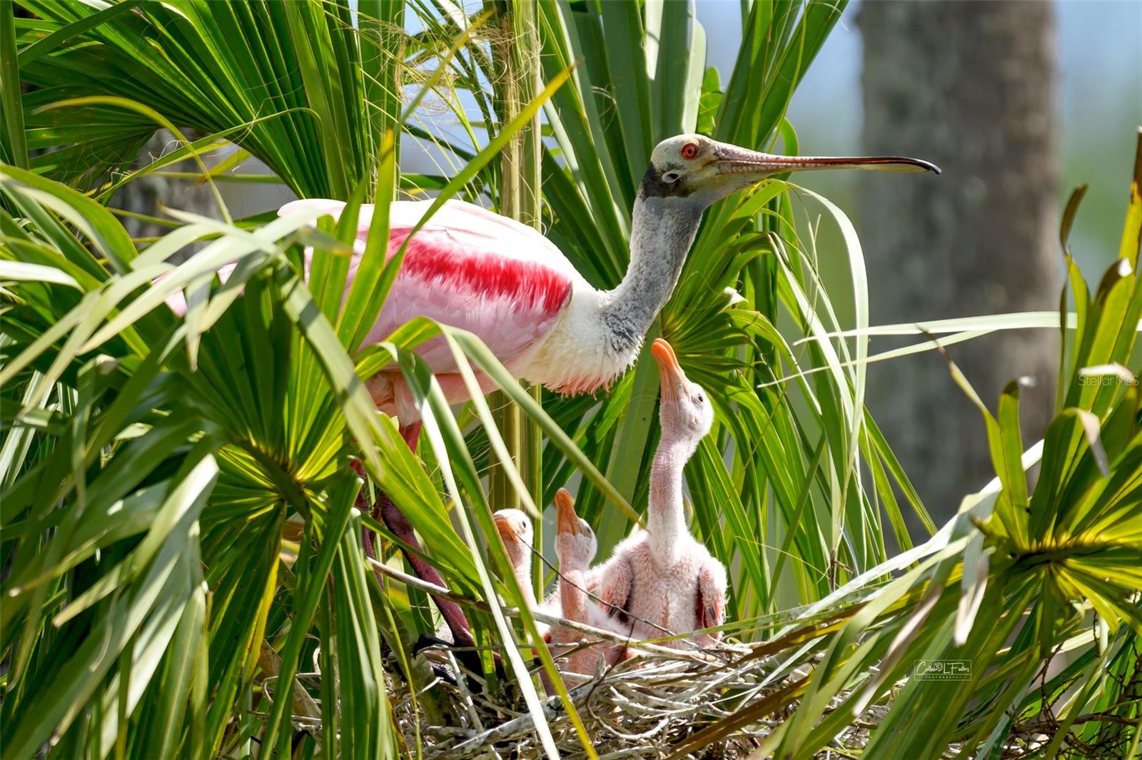 MOUNT VERNON PH 2 - Residential