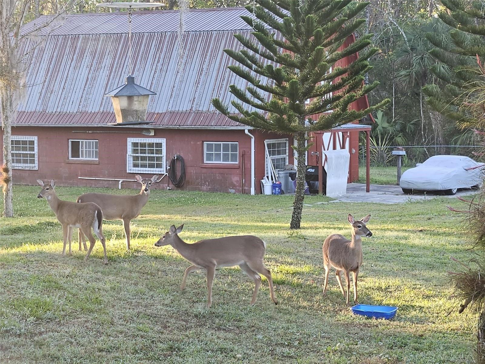 EAST PINE ACRES - Residential