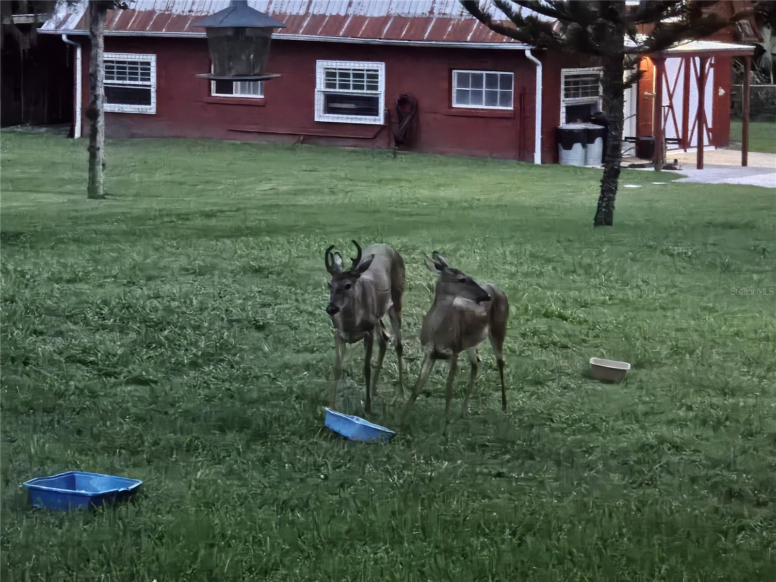 EAST PINE ACRES - Residential