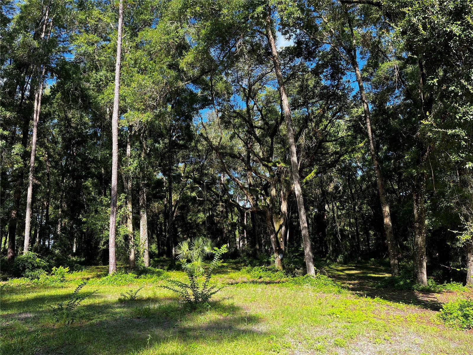 Desirable Meadow Wood Farms rare find of 2.45 acres. A deed restricted community with paved streets & easy to live with restrictions. Many horse & car enthusiasts. Come build your dream home with room for your horses or extra garage space. Wonderful neighborhood that's approx. 5 miles to the new World Equestrian Center & 15 mins to HITS. Close to town but still in the country. If you want more....home adjacent to the left of vacant lot, 18 Lake View Dr W. is available on 2.9 acres......Want even more, vacant lot to the left of home is available with 3 acres. All 3 properties combined is a total of 8.35 acres with a pool home. Buy all or one property.
Please do not go on property without permission first.