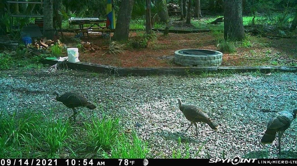 Photo 15 of 17 of LAKE HARNEY ROAD land
