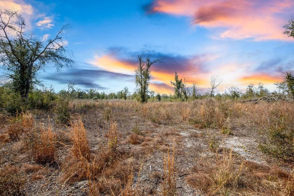 Photo of Tbd Walker Place, Live Oak, FL 32060 (MLS # GC538429)