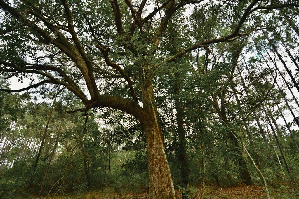Photo of 00 SW Bee Tree Road, Madison, FL 32340 (MLS # OM730036)