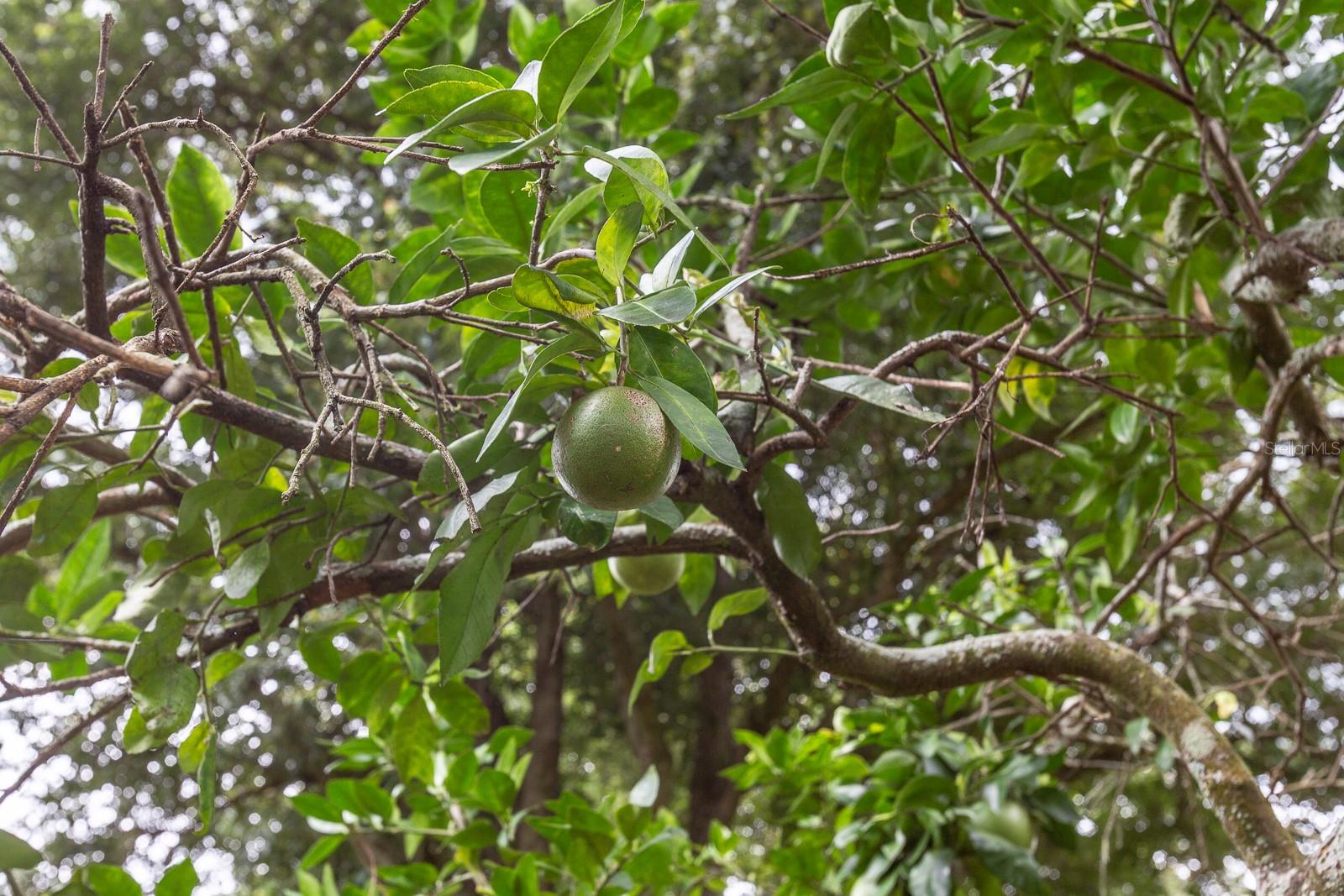 NORTHWOOD PINES - Residential