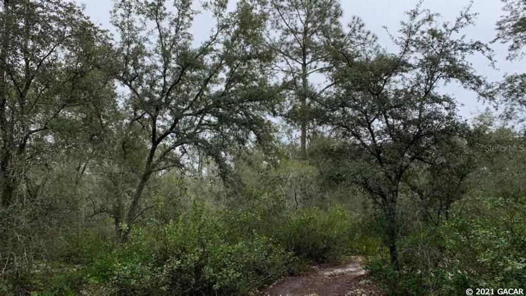 Big Tree Lakes - Land