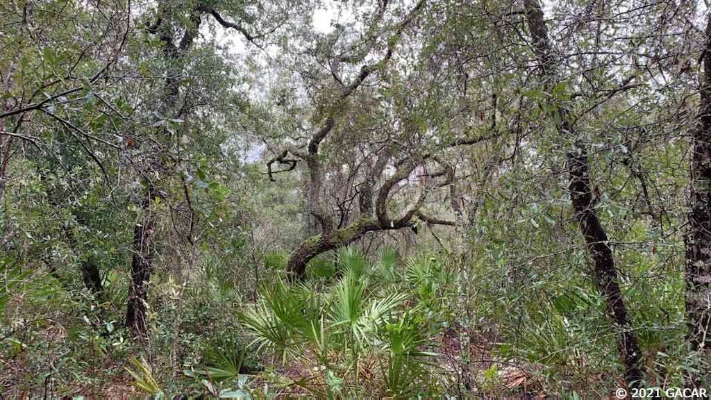 Big Tree Lakes - Land