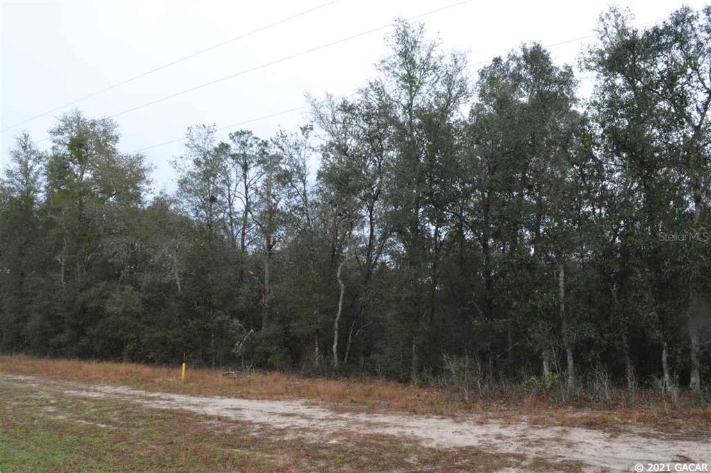 Big Tree Lakes - Land