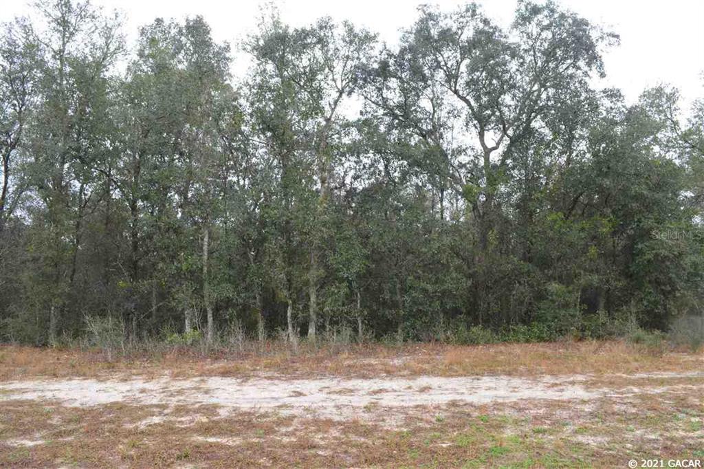 Big Tree Lakes - Land