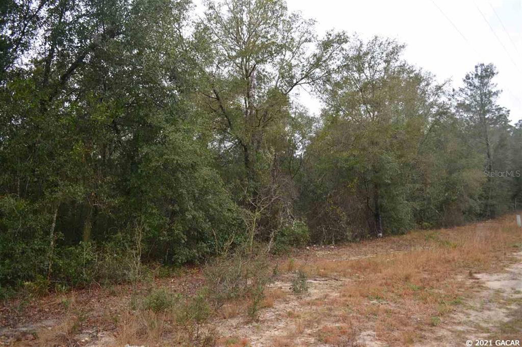 Big Tree Lakes - Land