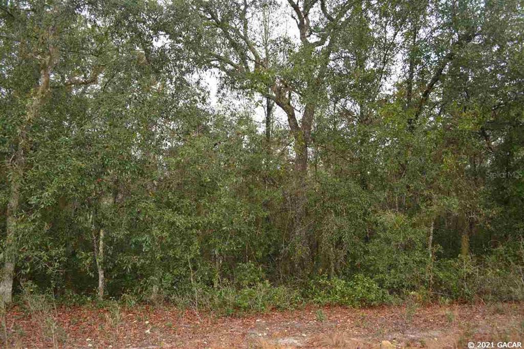 Big Tree Lakes - Land