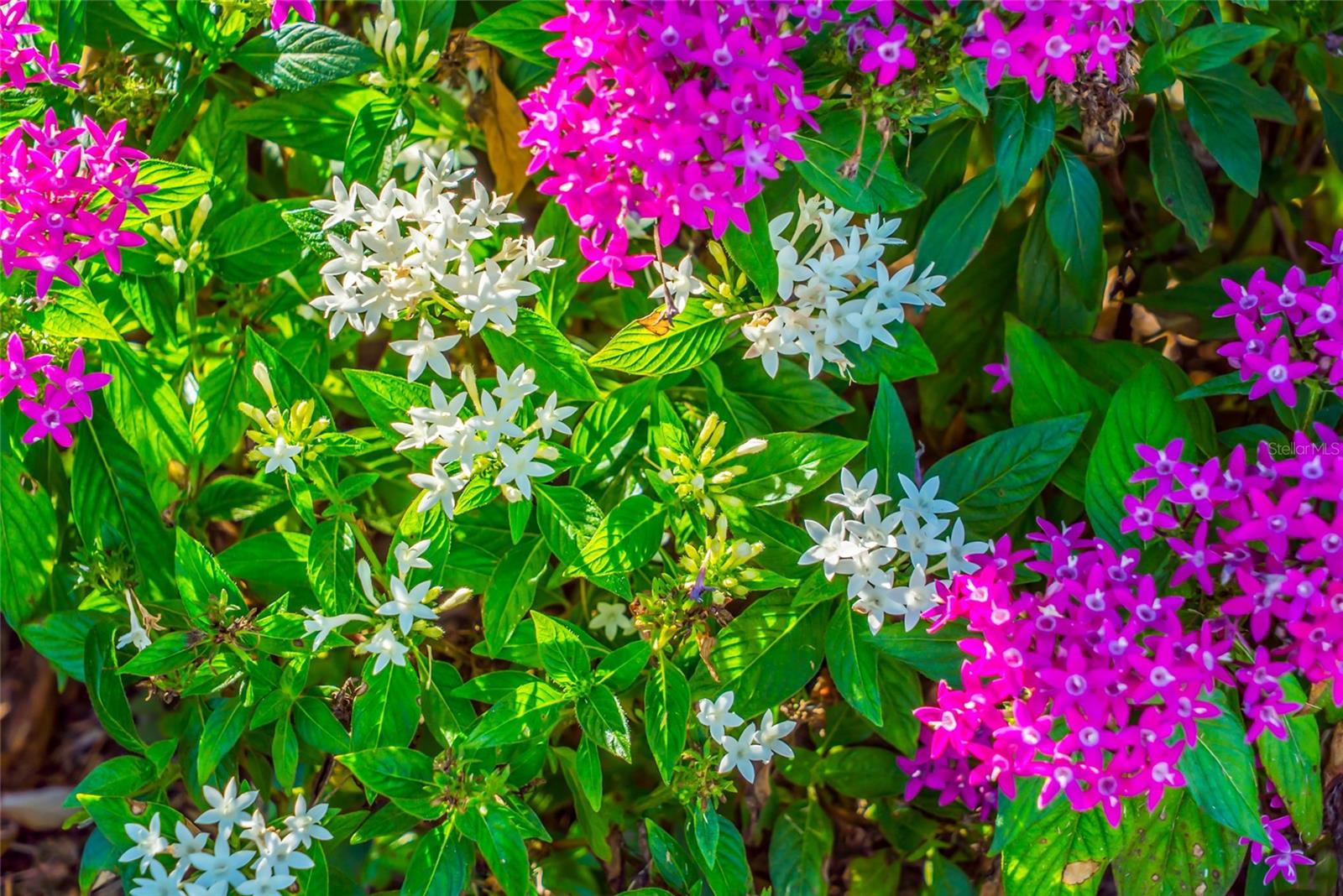 TIDEWATER PRESERVE 4 - Residential