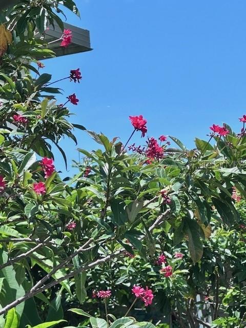 BONITA VILLAGE - Residential