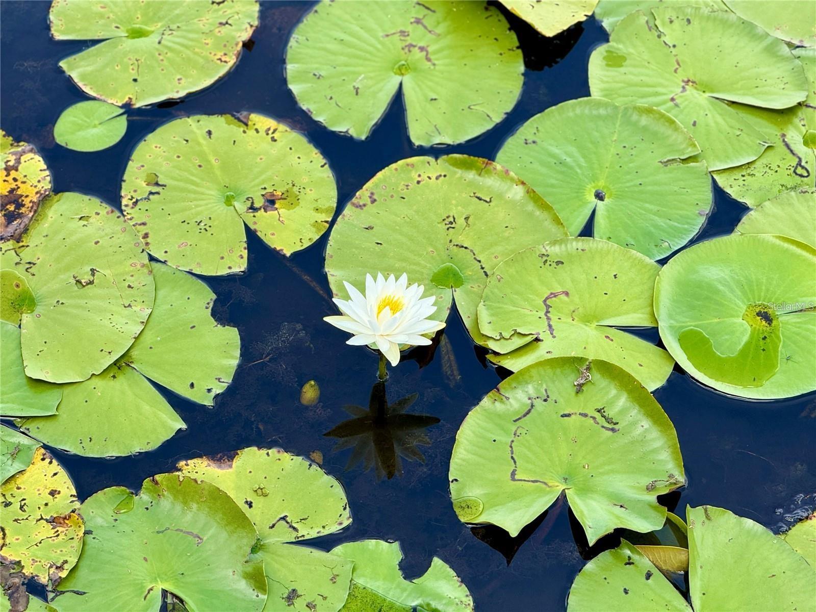 LAKESHORE AT LAKE ANDREW - Residential
