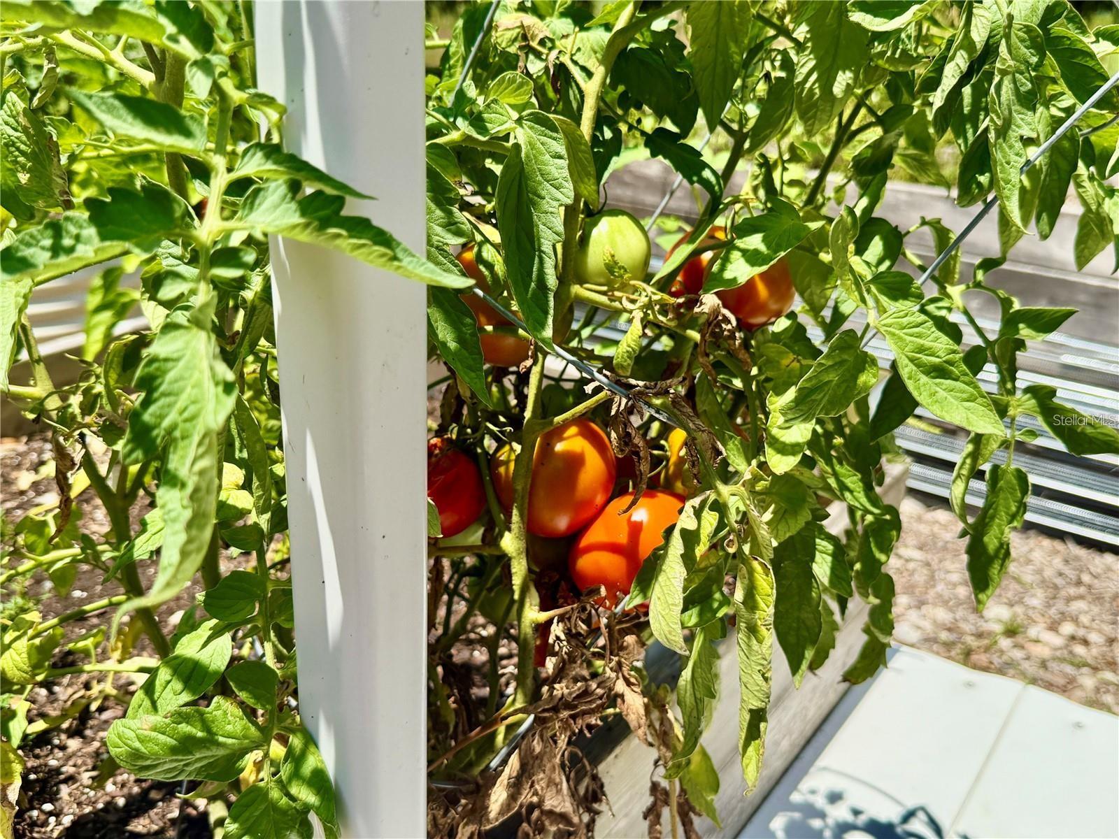 LAKESHORE AT LAKE ANDREW - Residential