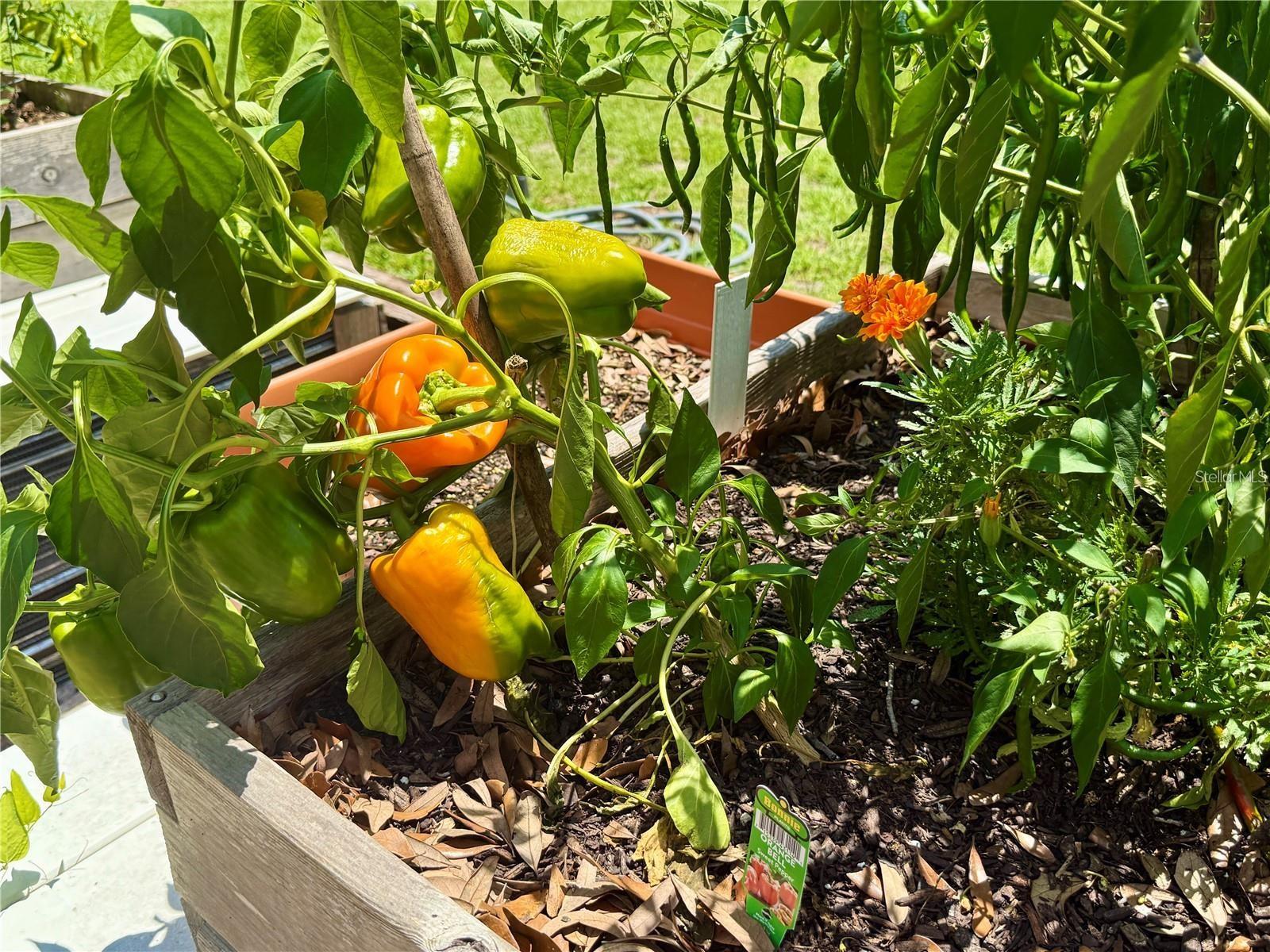 LAKESHORE AT LAKE ANDREW - Residential