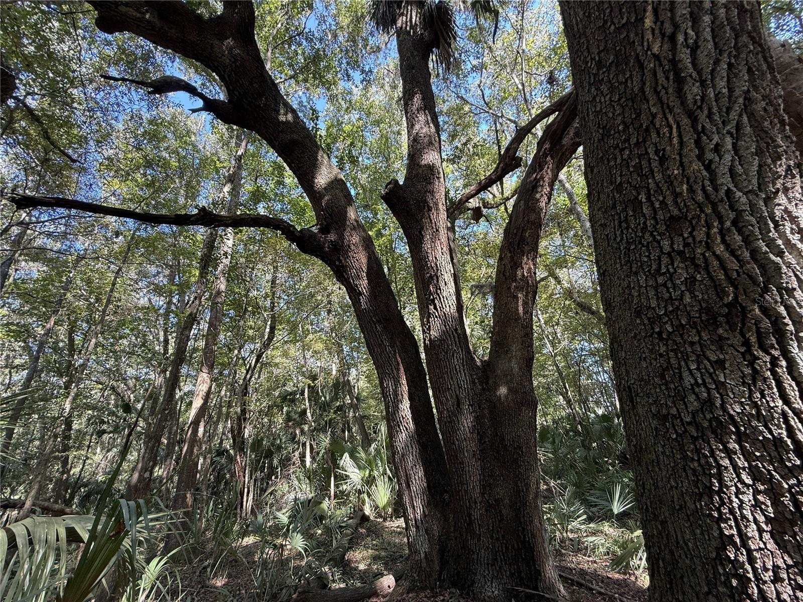 DUNGARVEN RIDGE - Land