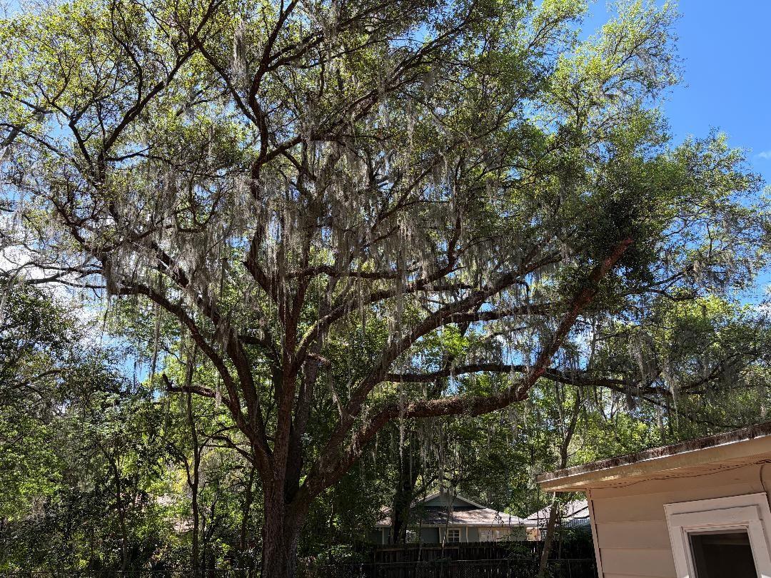 NEW GAINESVILLE REP - Residential