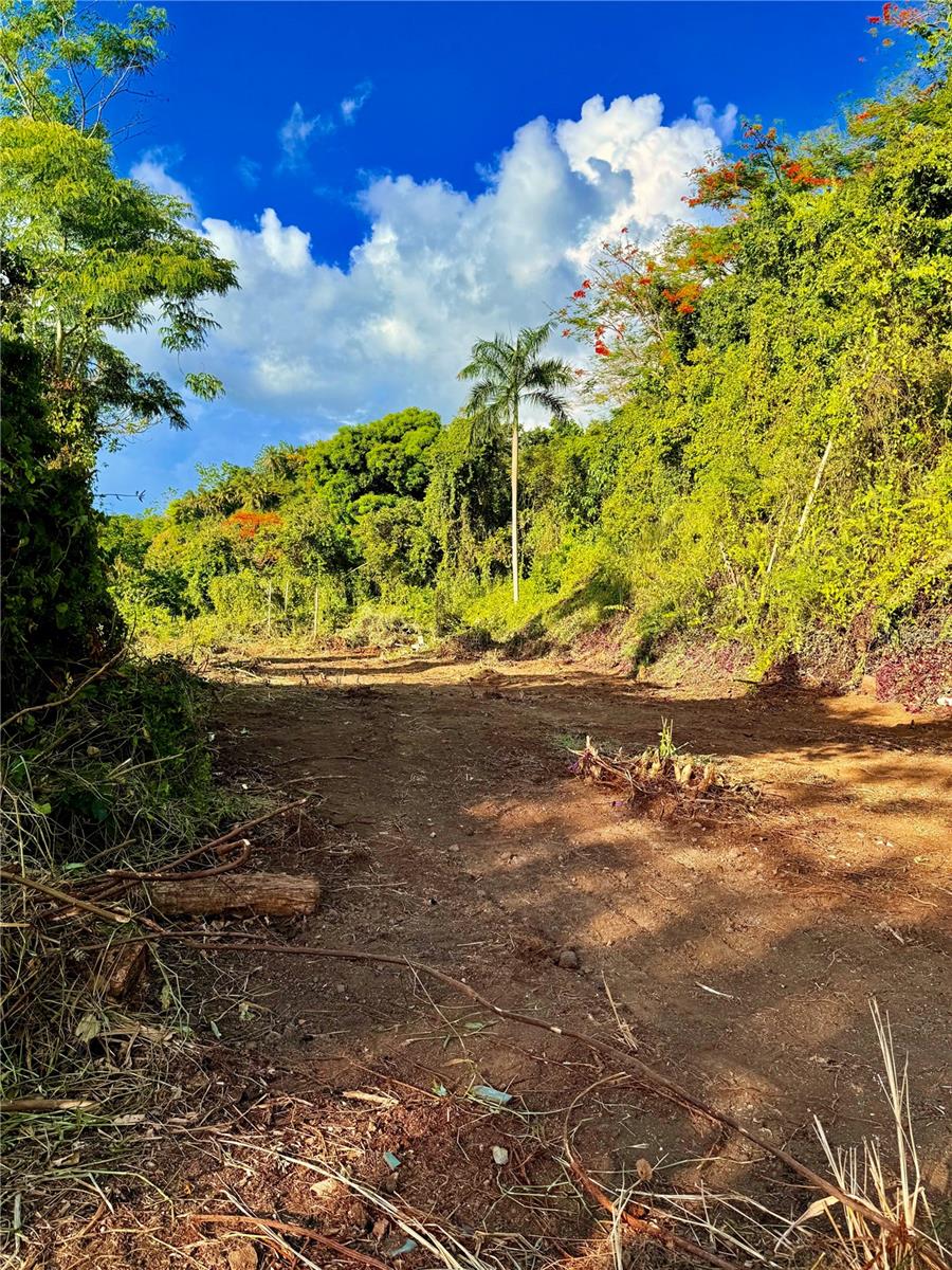BARRIO CACAO