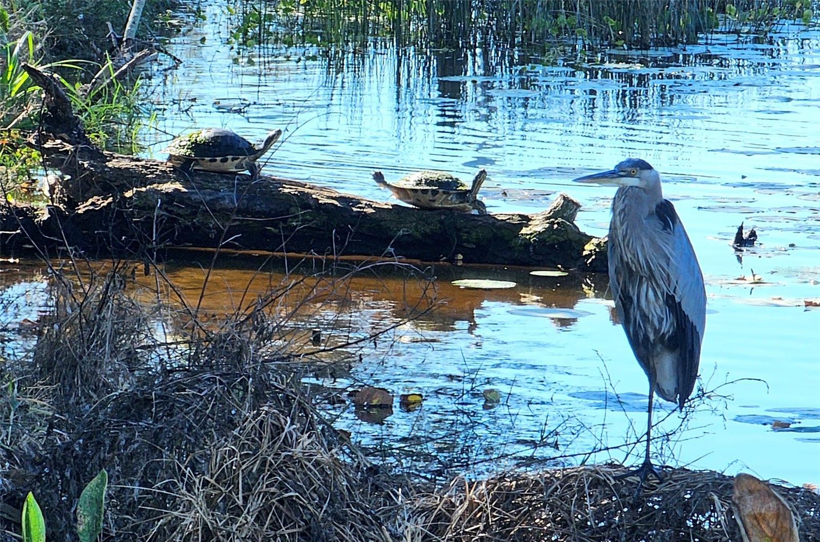 WISTERIA PARK - Residential