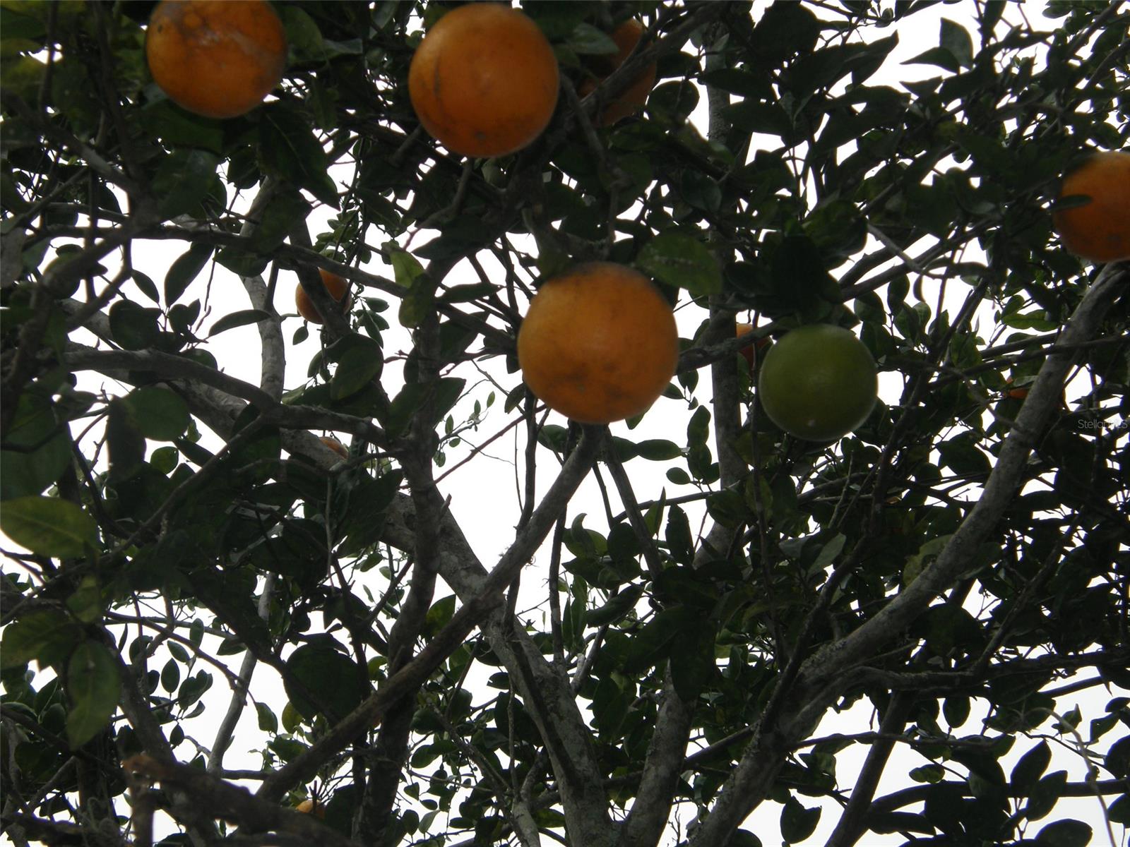 Florida Shores 01 - Residential