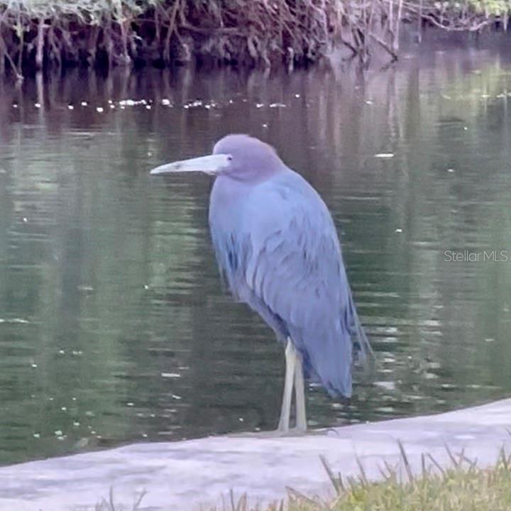 POINTE ON MIDNIGHT PASS - Residential Lease