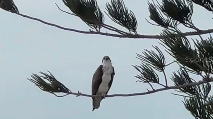 POINTE ON MIDNIGHT PASS - Residential Lease