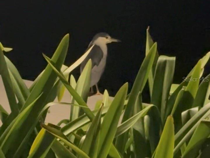 POINTE ON MIDNIGHT PASS - Residential Lease