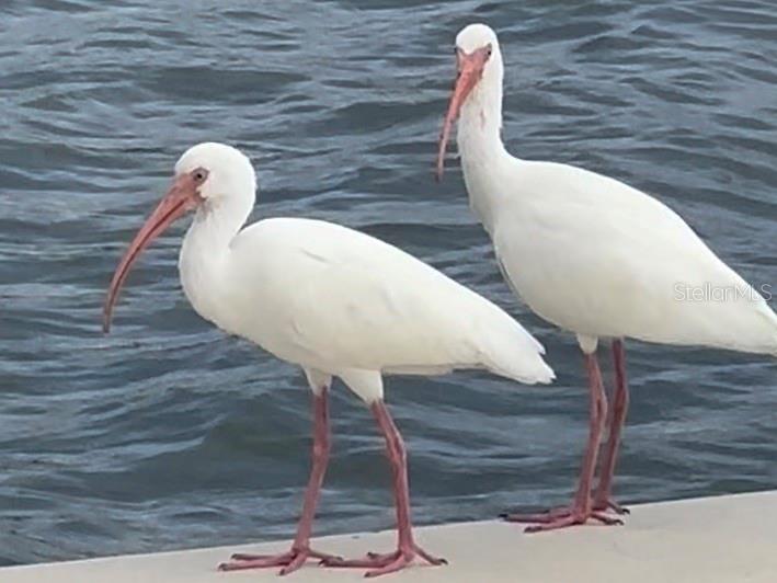 POINTE ON MIDNIGHT PASS - Residential Lease