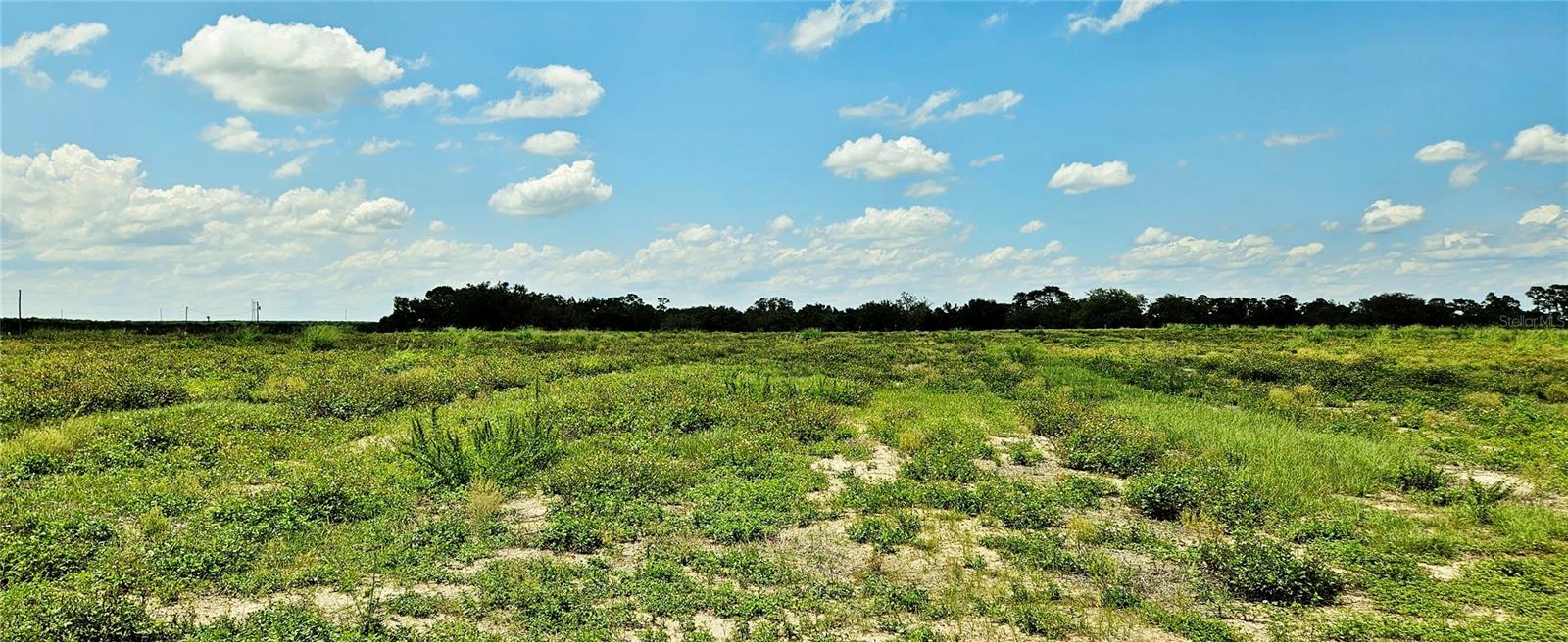 MAMMOTH GROVE ROAD