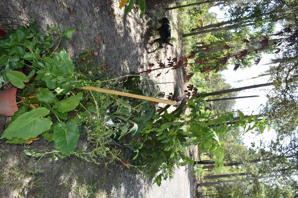 WILLISTON HLNDS - Residential