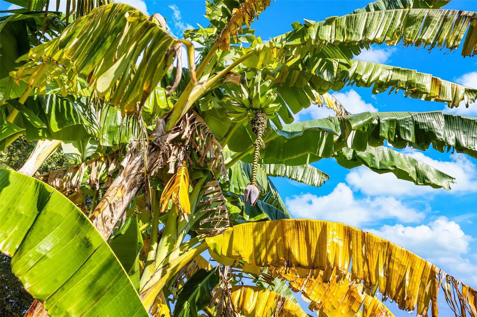 BLACK LAKE PRESERVE - Residential