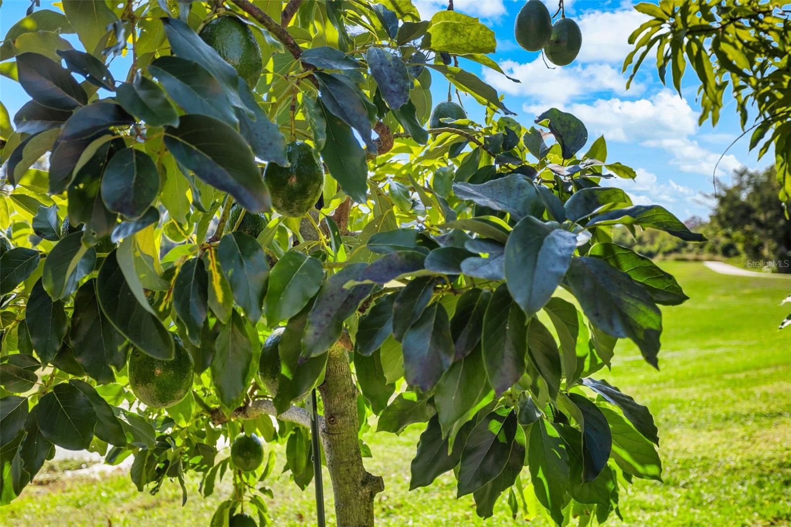 BLACK LAKE PRESERVE - Residential