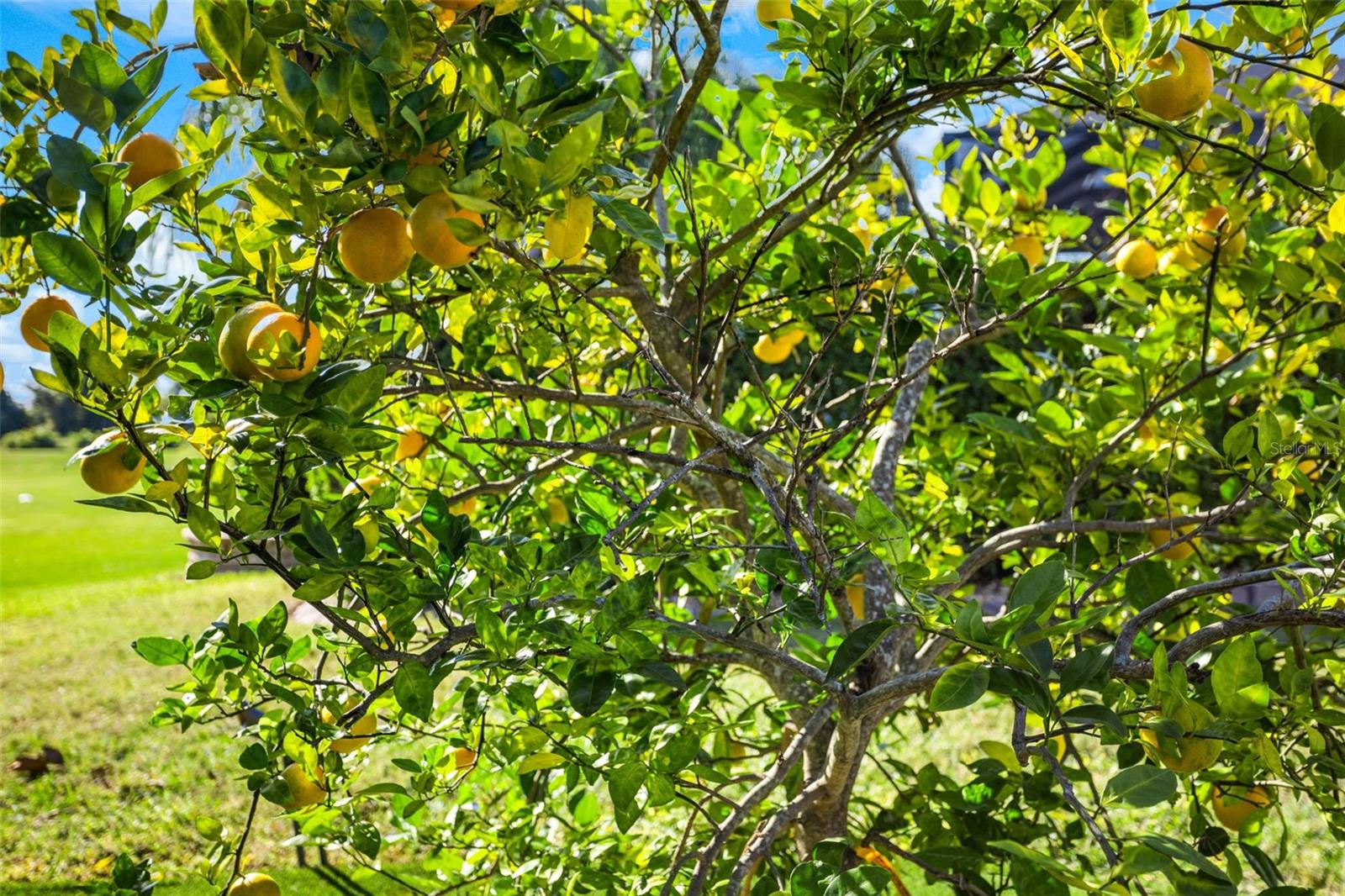 BLACK LAKE PRESERVE - Residential