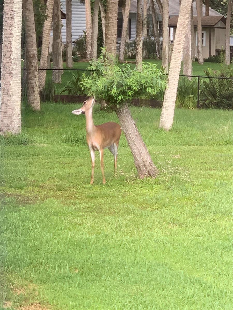 REST HAVEN SUB AMD - Residential