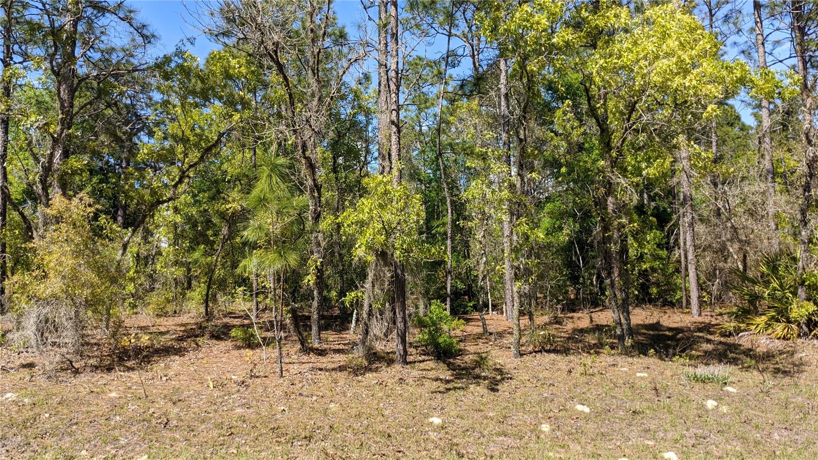 Rare 4.62 acres piece of land in beautiful Rollins Hills, Marion County. High and dry. The pin on the map is not accurate because there is no street number yet. The location of this property is on Southwest 97th Place in Rolling Hills. Agricultural Zoning with beautiful trees throughout the property. Horse allowed. Great for constructing your dream home or strategically investing for the future. No HOA means you have the freedom to use your space. This A-1 piece of land is located in beautiful Rolling Hills and just a short drive to the World Equestrian Center (WEC). Elevated and dry topography, along with a paved road and close proximity to electricity. Brief drive to Ocala with access to shopping, hospitals, restaurants, and the vibrant local scene.