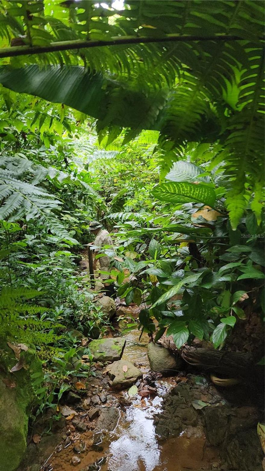 Looking for a get away from the city noise and traffic?  This beautiful lot located in the country side of the nice town of Utuado  is located in a dead end street (only local transit).  It has 2655 square meters, a garage structure and a beautifull creek to enjoy the sound of the water with the singing of the birds.  Perfect to get away with the family on a camping weekend or to build either a cabin on your dream home.  Very accesible and close to main services.  Call for more info.  MAke your offer!!!