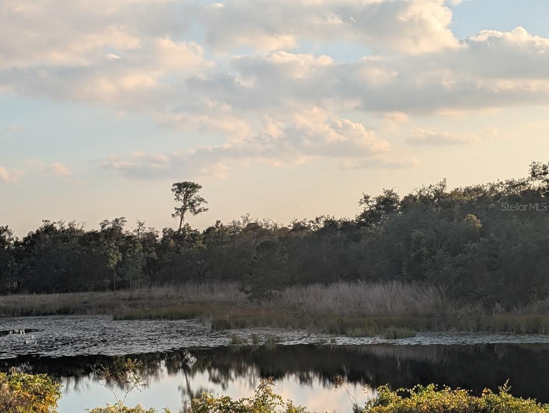 MAMMOTH GROVE - Land