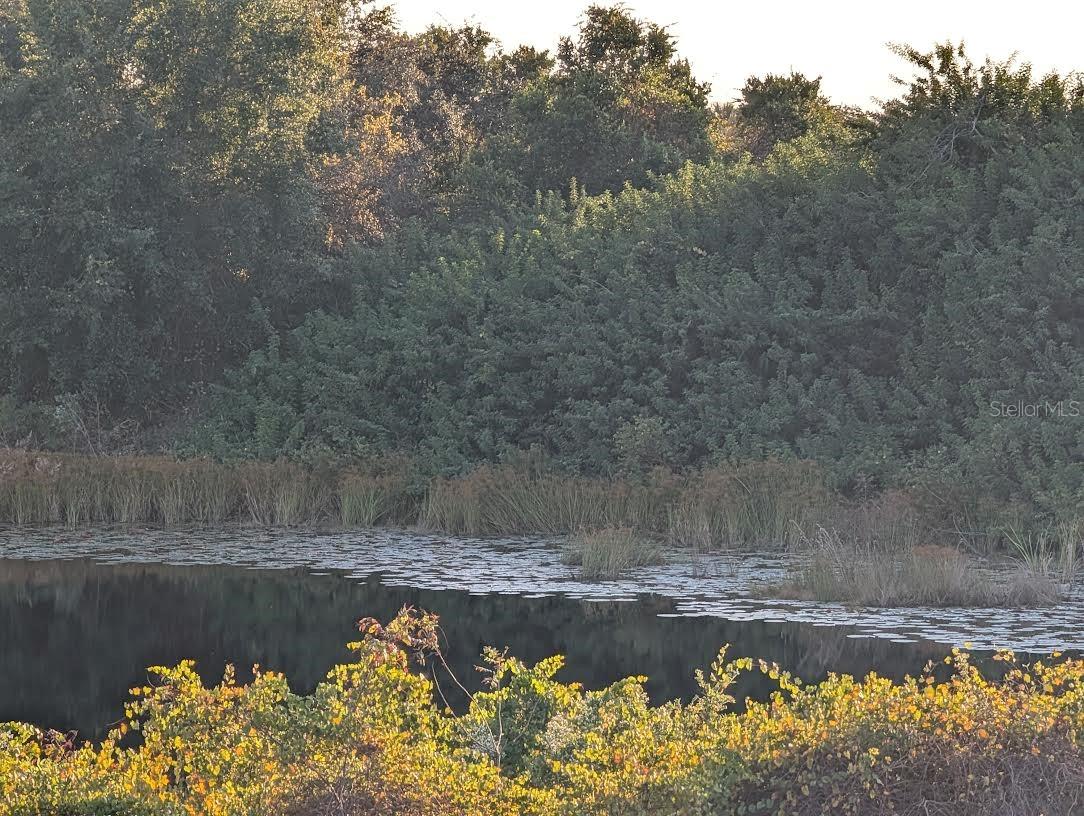 MAMMOTH GROVE - Land