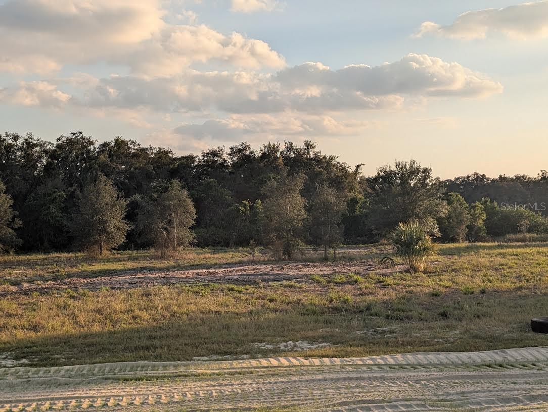 MAMMOTH GROVE - Land