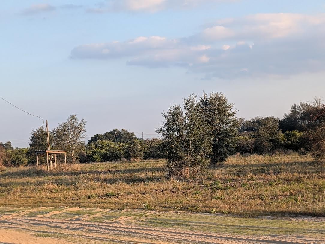 MAMMOTH GROVE - Land