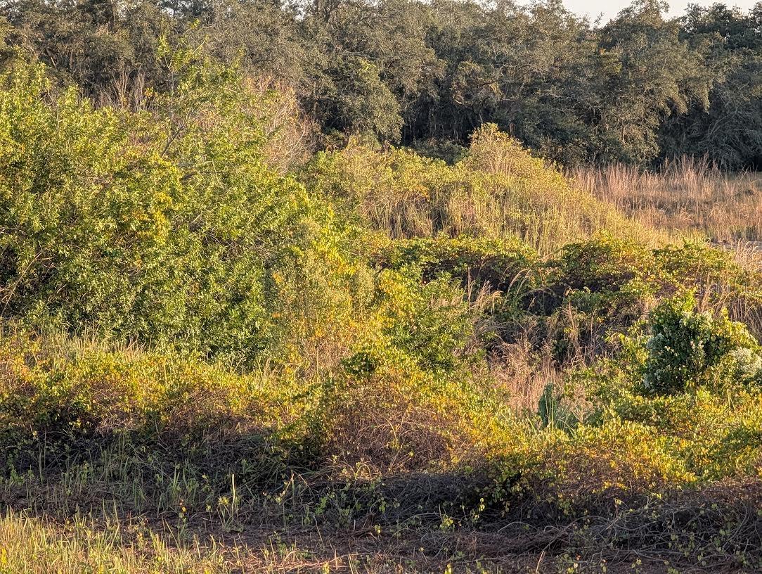 MAMMOTH GROVE - Land