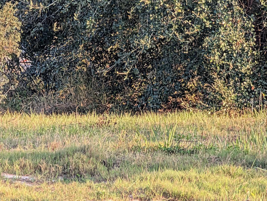 MAMMOTH GROVE - Land